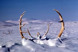 Caribou