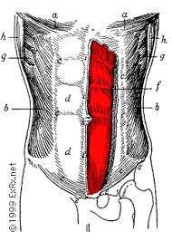 wedgtail