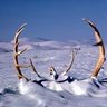 Caribou