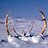 Caribou